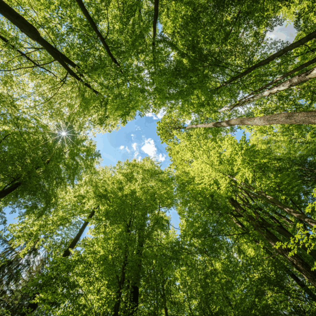Trees and sky